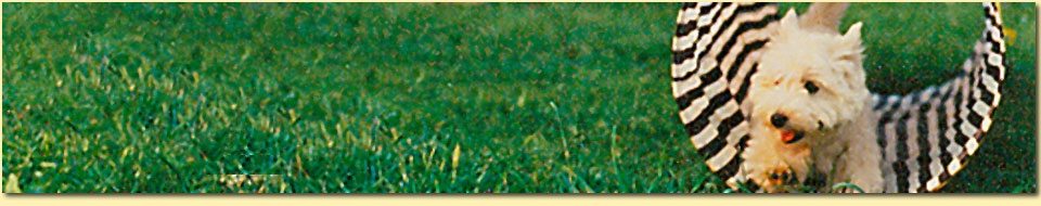 Barbara Pietrusky - Verhaltenspsychologie f�r Hunde