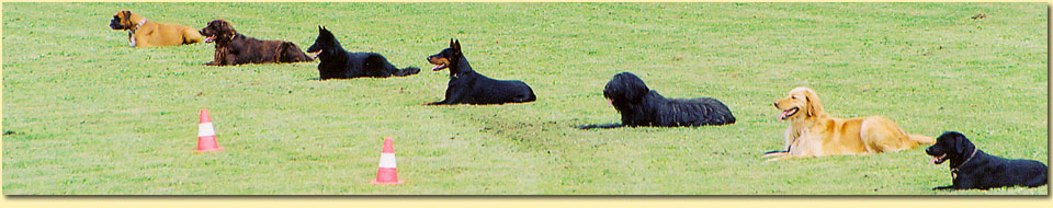 Barbara Pietrusky - Verhaltenspsychologie f�r Hunde