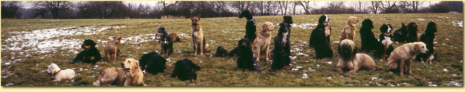 Barbara Pietrusky - Verhaltenspsychologie f�r Hunde