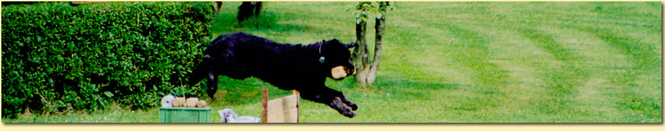 Barbara Pietrusky - Verhaltenspsychologie f�r Hunde