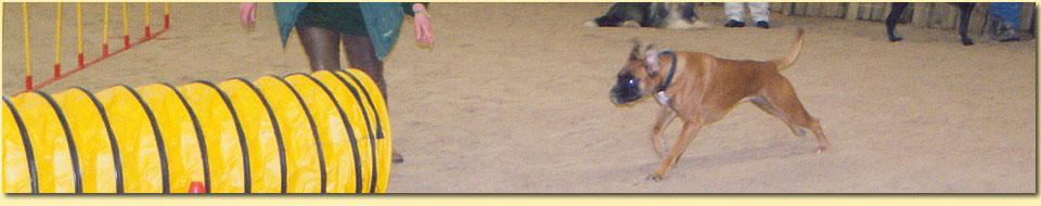 Barbara Pietrusky - Verhaltenspsychologie f�r Hunde