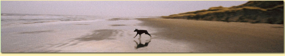 Barbara Pietrusky - Verhaltenspsychologie f�r Hunde