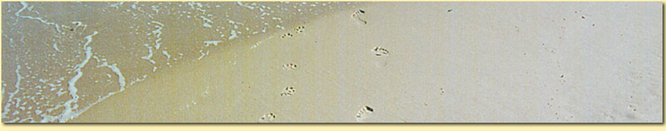 Barbara Pietrusky - Verhaltenspsychologie f�r Hunde