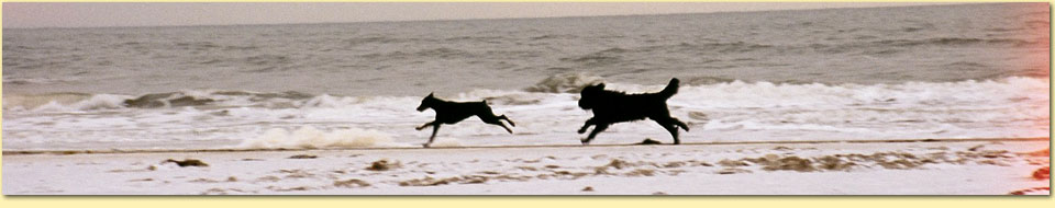 Barbara Pietrusky - Verhaltenspsychologie f�r Hunde