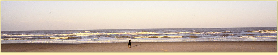 Barbara Pietrusky - Verhaltenspsychologie f�r Hunde