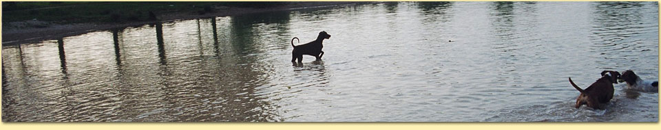 Barbara Pietrusky - Verhaltenspsychologie f�r Hunde