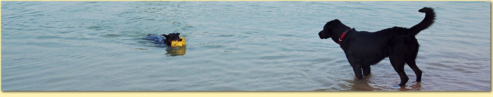 Barbara Pietrusky - Verhaltenspsychologie f�r Hunde